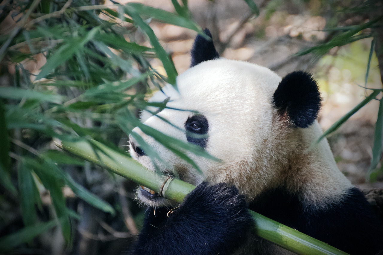 bamboo fiber in food